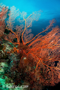 Large Gorgonian Sea Fan-Raja Ampat-Canon 5D MK II-15 mm f... by Richard Goluch 